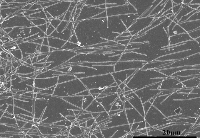 我院張翼飛研究團(tuán)隊發(fā)現(xiàn)并命名人口腔來源二氧化碳噬纖維屬新菌種