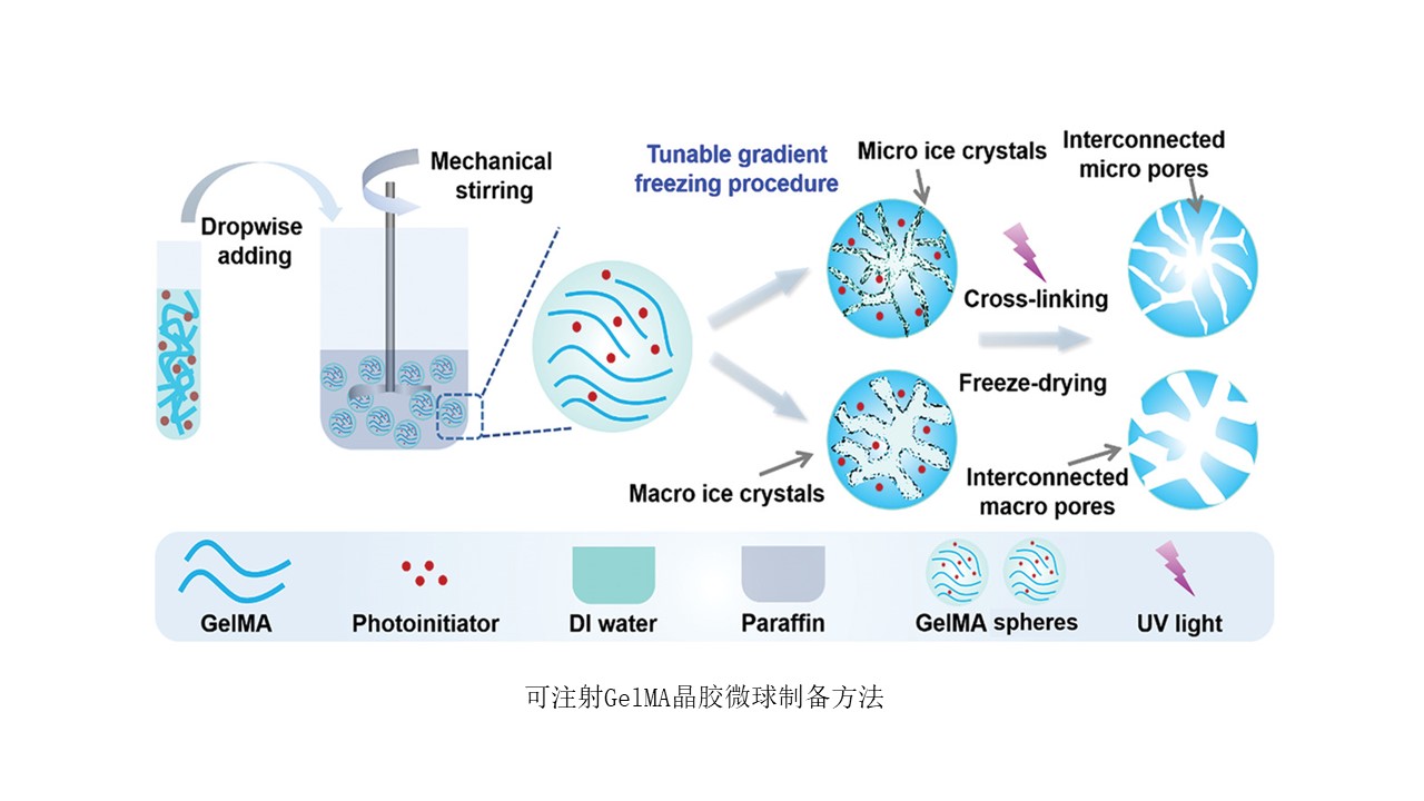 我院兒童口腔科葛立宏、趙玉鳴教授團(tuán)隊發(fā)表促細(xì)胞高效遞送可注射微載體創(chuàng)新研究成果
