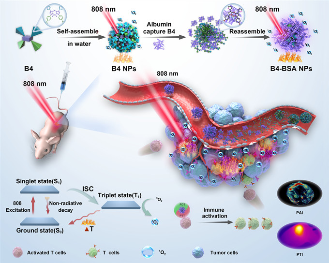 北大口腔王宇光團(tuán)隊《Advanced Materials》：蛋白質(zhì)衍生超分子介導(dǎo)的癌癥光學(xué)診療