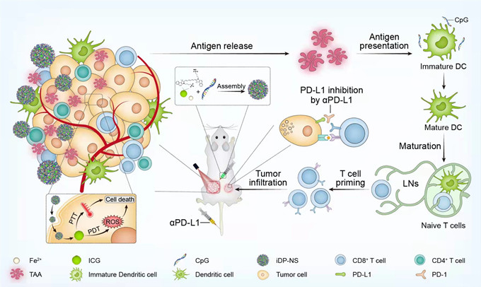 北大口腔王宇光團(tuán)隊研究發(fā)現(xiàn)一種新型無載體的抗腫瘤納米疫苗增強(qiáng)癌癥免疫療效